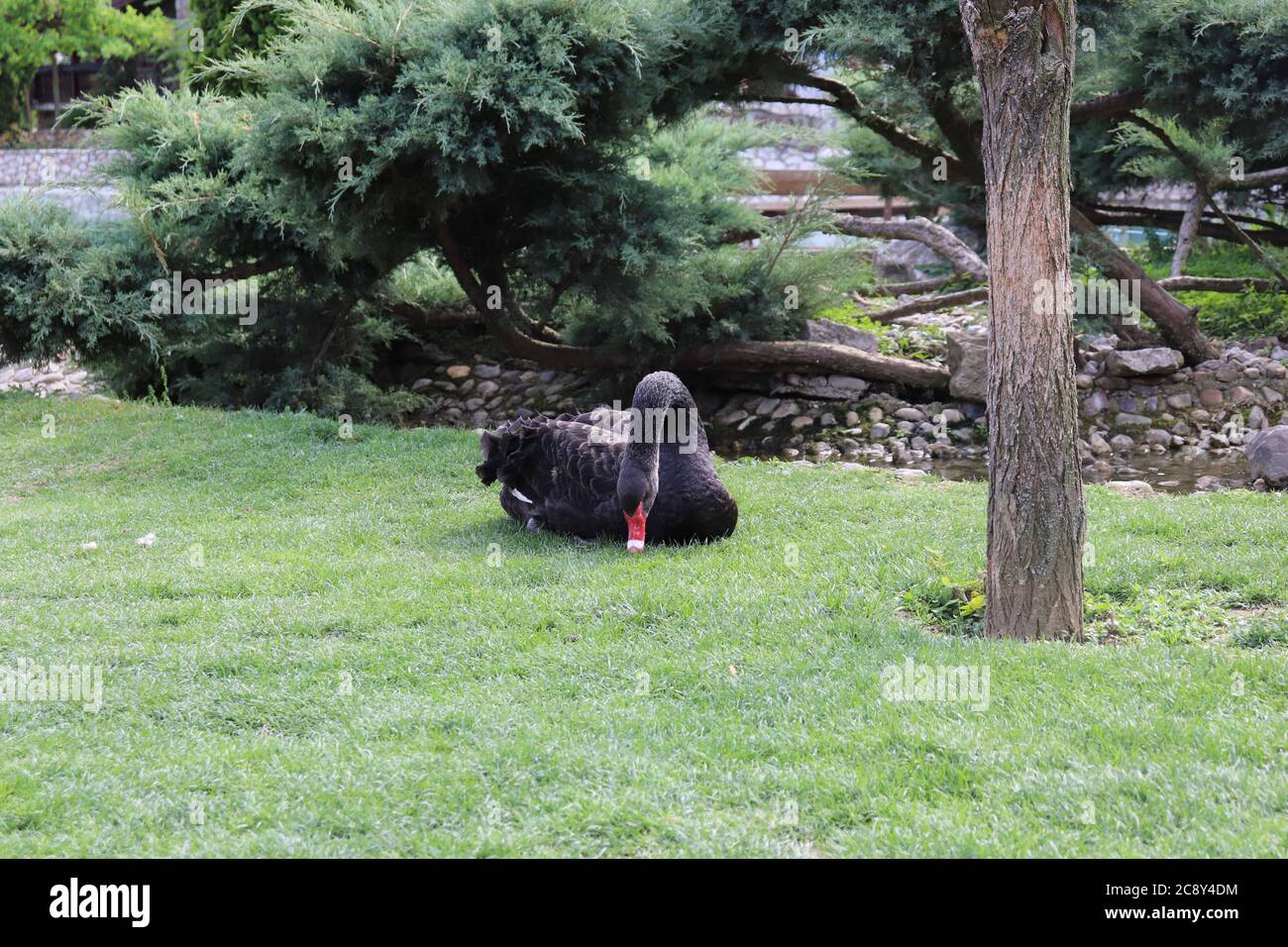 Schwarzer Schwan auf Gras sitzend Stockfoto