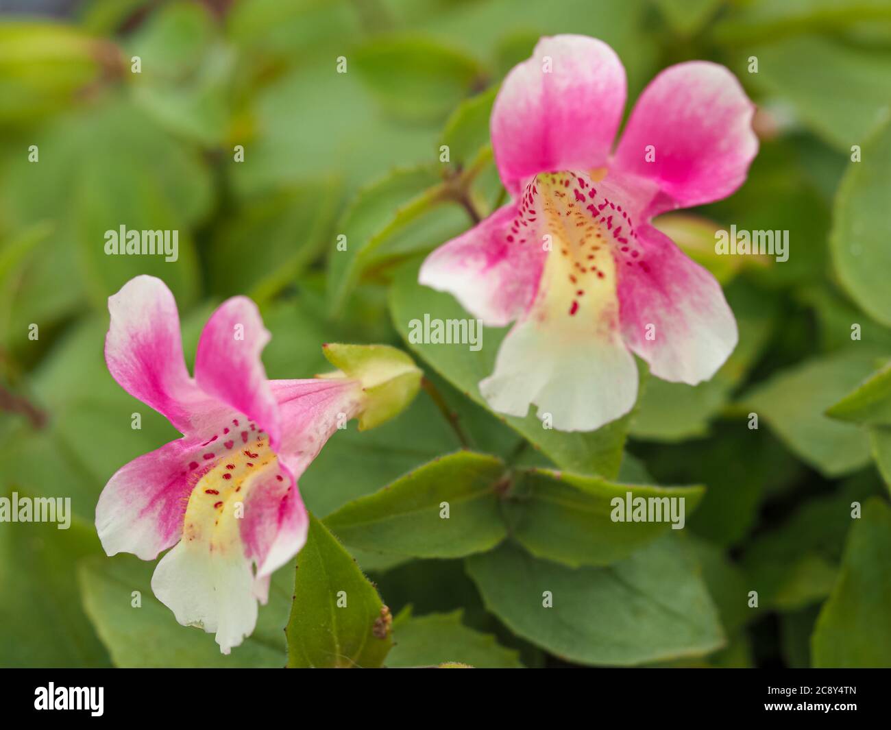 Hübsche kleine Blüten mit rosa und gelben Blütenblättern auf einer Mimulus naiandinus Pflanze Stockfoto