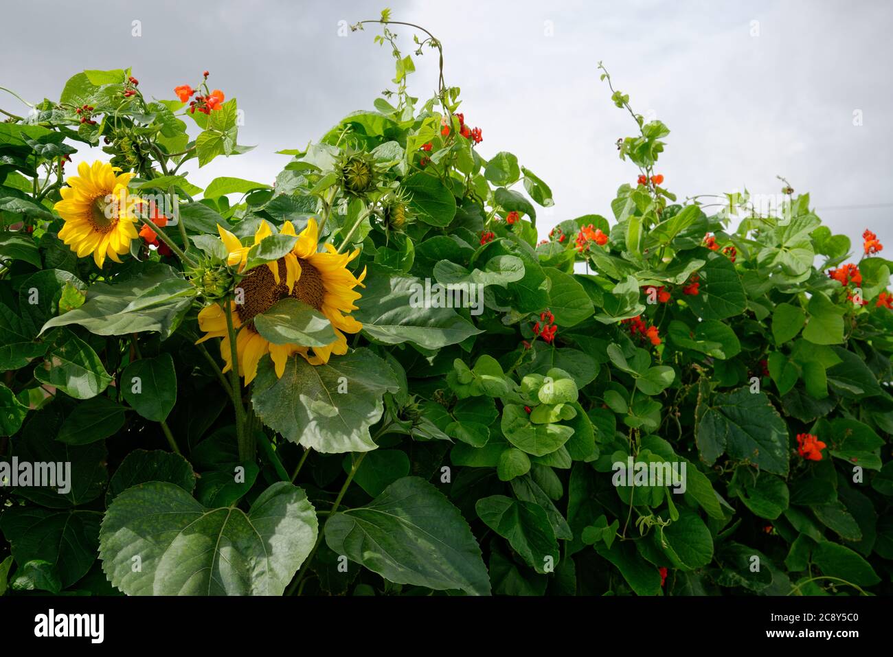 Zuteilungen. Kleine Plätze von Land für Mieter zur Verfügung, um Gemüse anzubauen. Sonnenblumen und Bohnen. Stockfoto