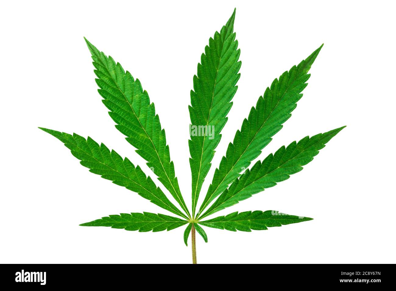 Cannabis, Marihuana Blätter isoliert auf weiß Stockfoto