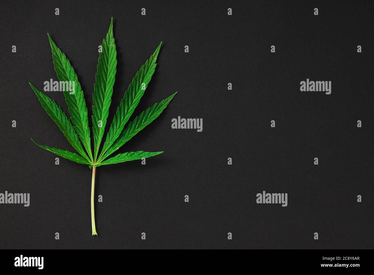 Cannabis, Marihuana Blätter isoliert auf schwarz Stockfoto