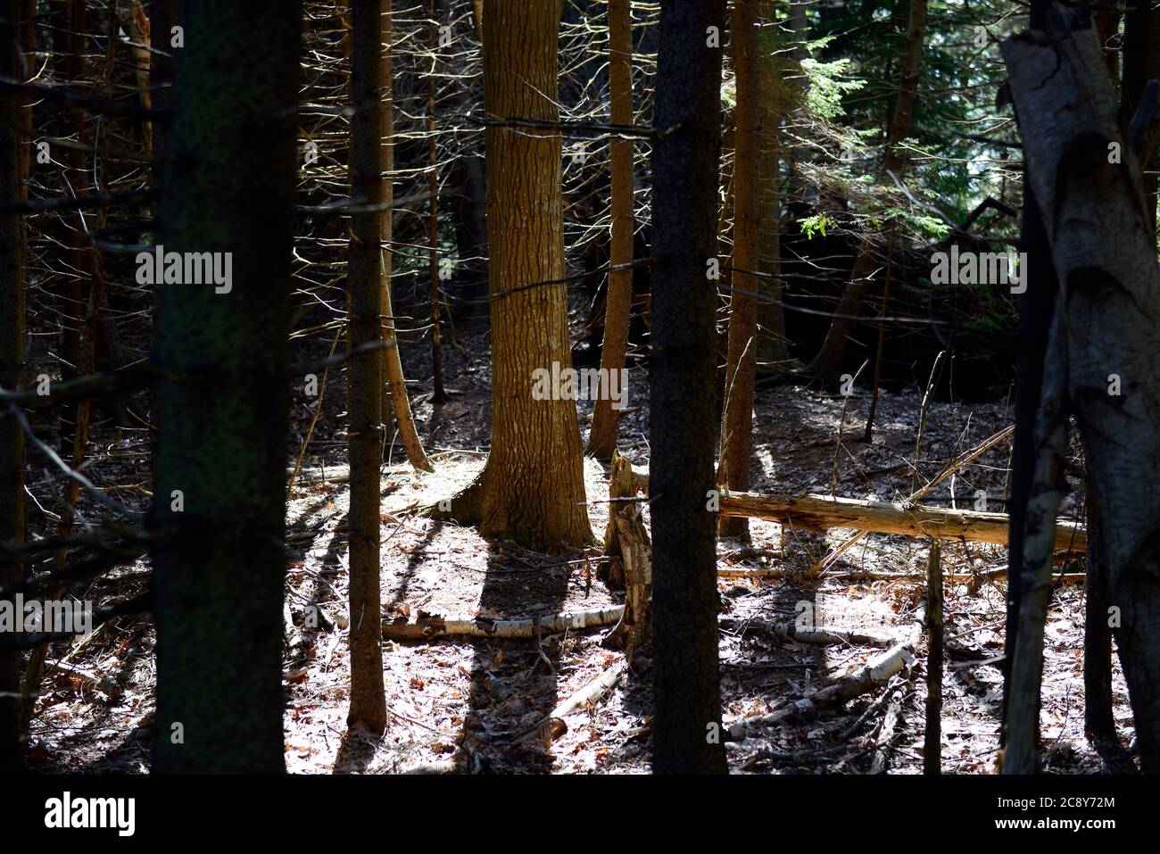 Maine Woods. Barnes Island, Casco Bay. Gemischte Laub- und Fichtenbäume auf einer Insel vor Cempswell Neck. Stockfoto