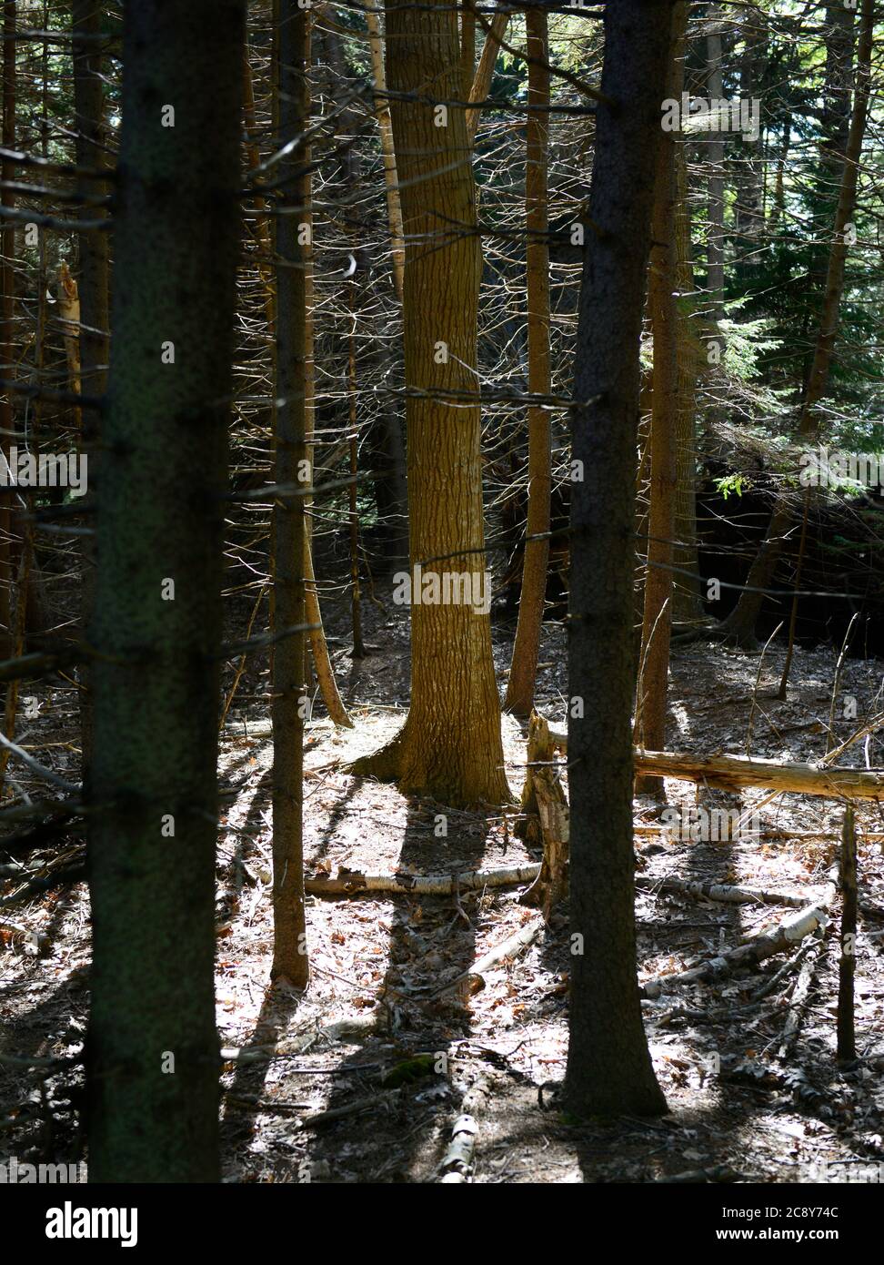 Maine Woods. Barnes Island, Casco Bay. Gemischte Laub- und Fichtenbäume auf einer Insel vor Cempswell Neck. Stockfoto