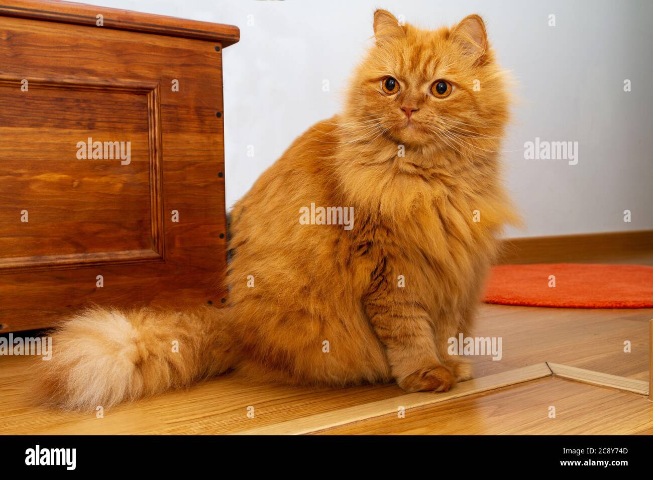 Wunderschöne orange Perserkatze mit tiefem Blick Stockfoto