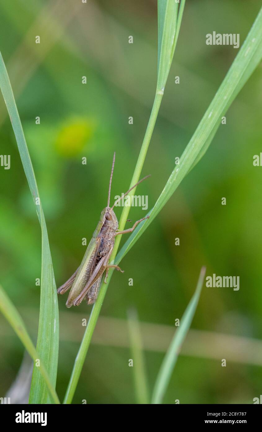 Geringerem Marsh Grasshopper - Chorthippus albomarginatus Stockfoto