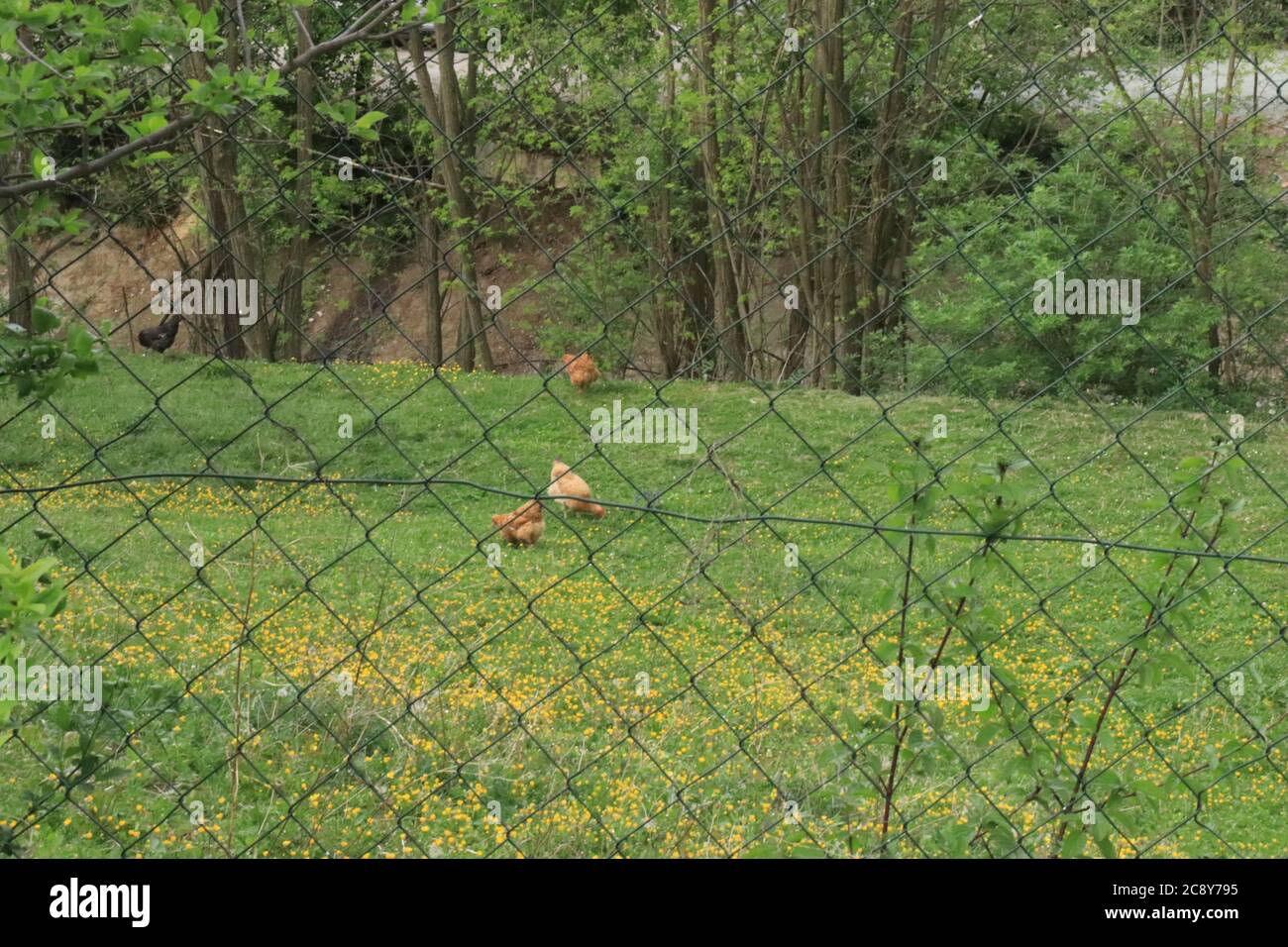 Ein Stahlzaun oder eine Barrikade und ein grünes Grasfeld mit Hühnern auf der Wiese Stockfoto