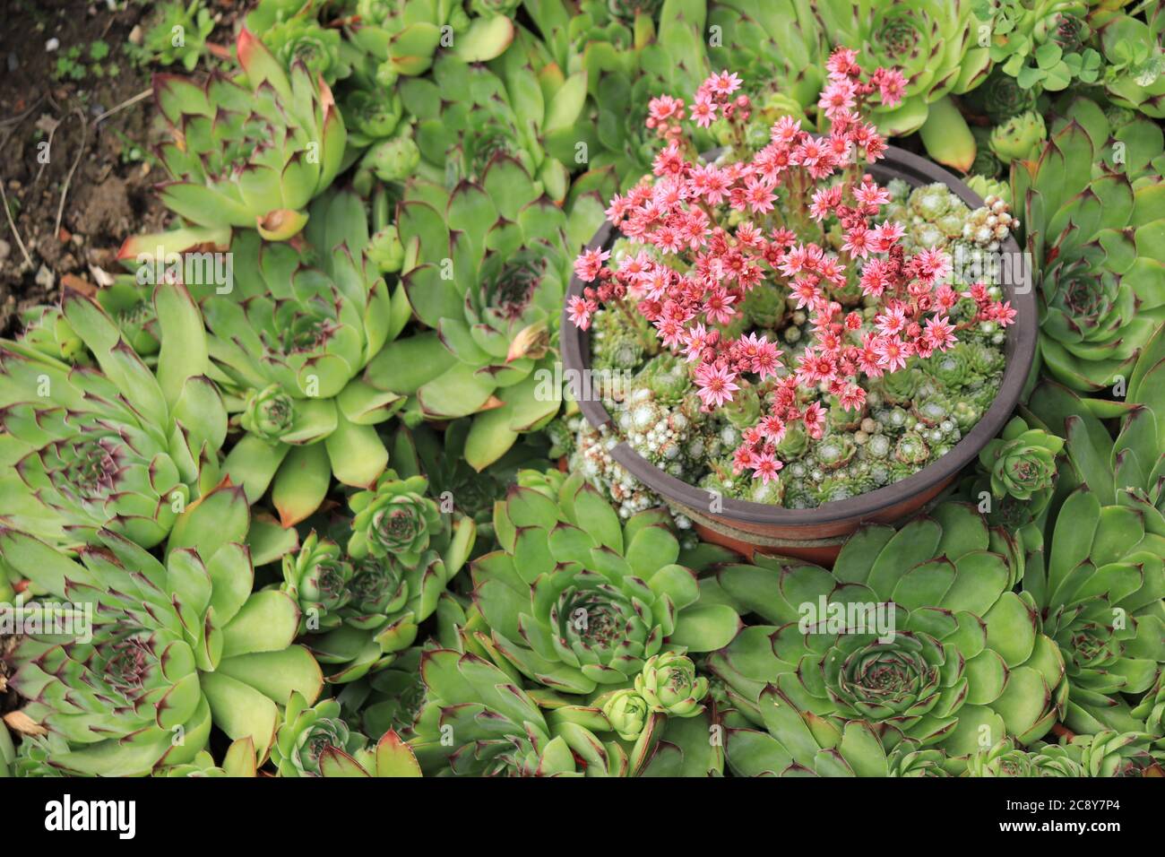 Verschiedene Sukkulenten im Garten Stockfoto