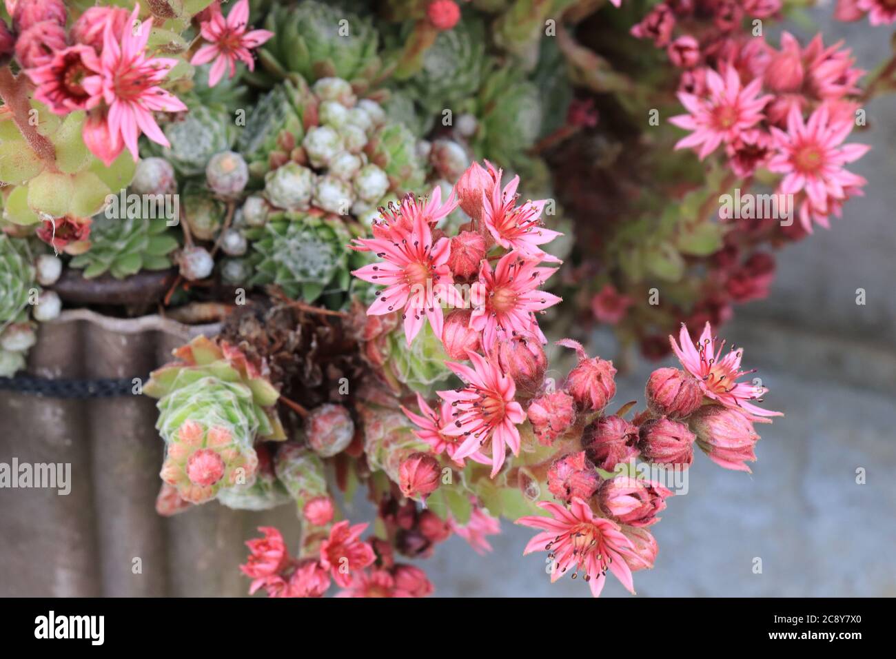 Verschiedene Sukkulenten im Garten Stockfoto