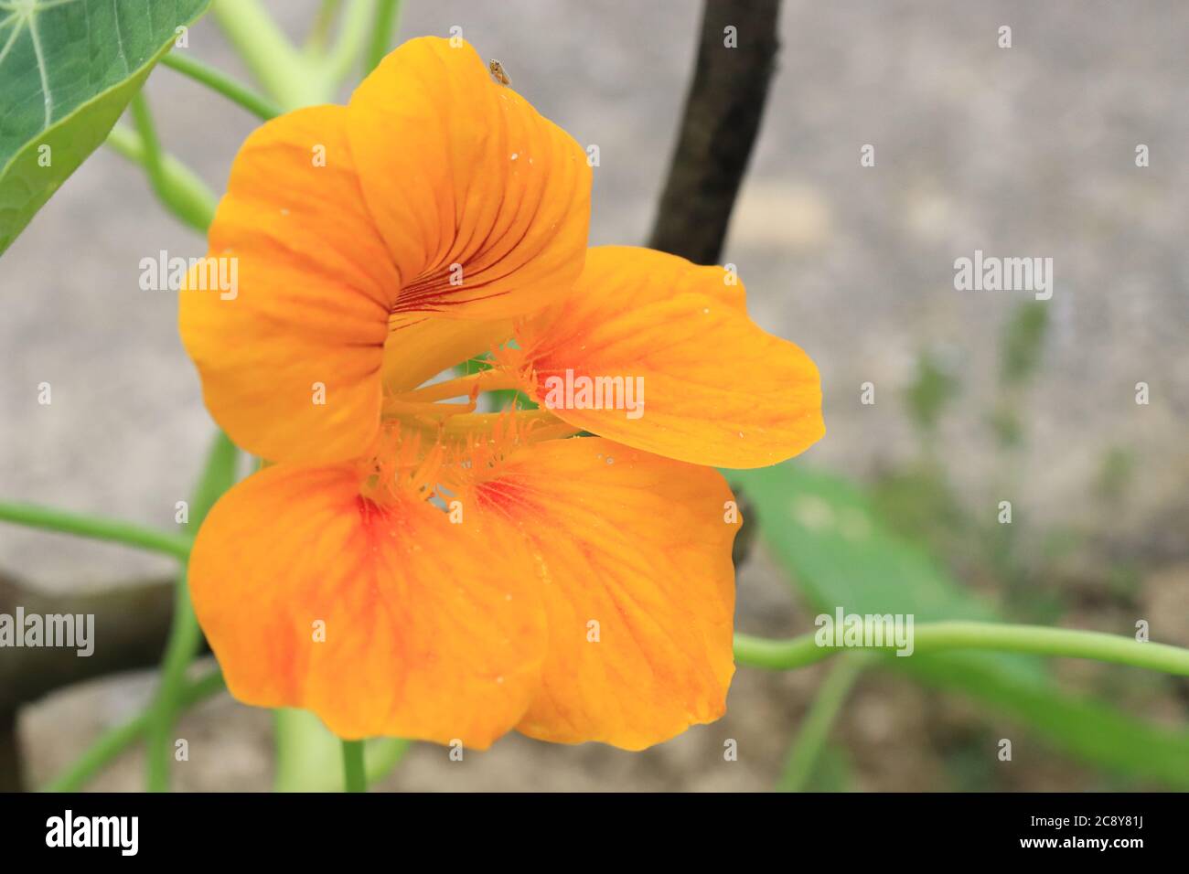 Garten Kapuzinerkresse orange Stockfoto