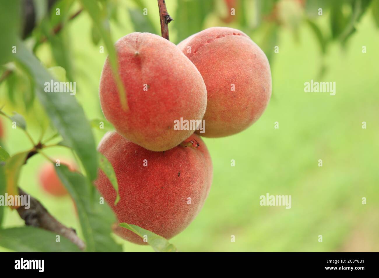 Rote Pfirsiche auf einem Ast und ein verschwommener Hintergrund von Grün flache Tiefe des Feldes Stockfoto