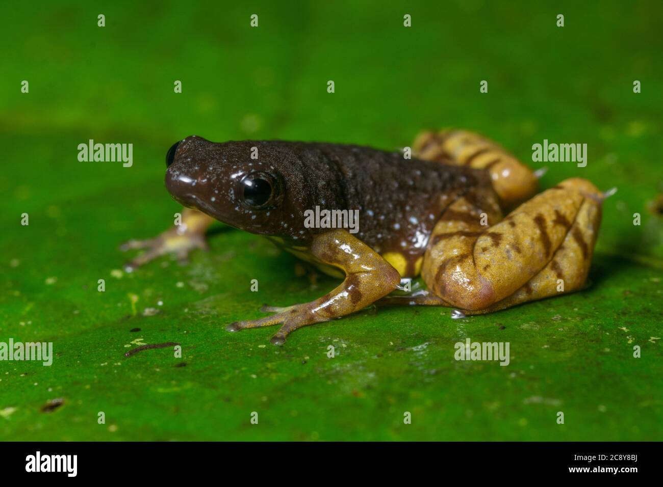 Der Safranbauchfrosch (Chaperina fusca) aus dem malaysischen Borneo. Stockfoto