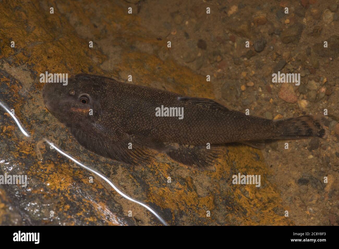 Ein borneo-Saugerfisch (Gastromyzon sp) ein Lach, der sich an das Leben in schnell fließendem Süßwasser im Dschungel angepasst hat, ist die gesamte Gattung endemisch bei borneo. Stockfoto