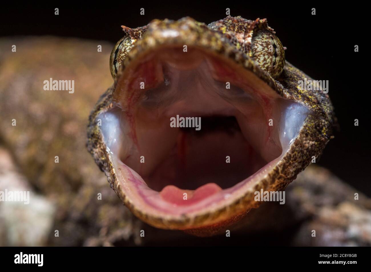 Der sabah fliegende Gecko (Ptychozoon oder Gekko rhacophorus) vom Mt Kinabalu Nationalpark im malaysischen Borneo. Stockfoto