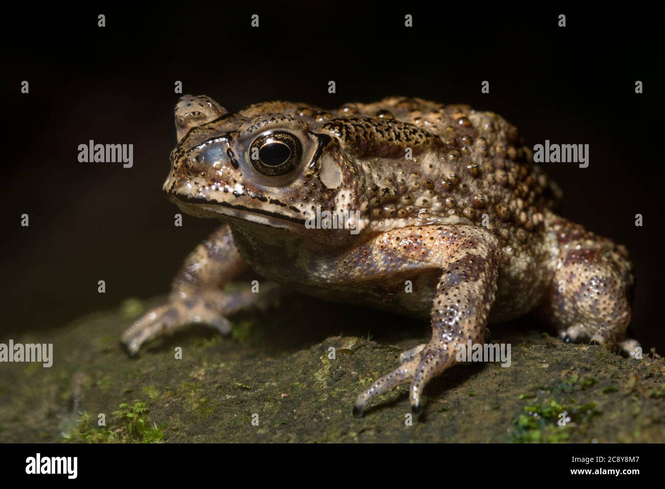 Die gewöhnliche asiatische Kröte (Duttaphrynus melanostictus) aus Hongkong. Stockfoto