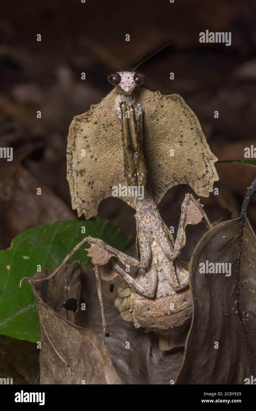 Die riesige tote Blattmantis (Deroplatys desiccata) eine der eindrucksvollsten Mantiden weltweit, ist diese Art in Borneo gefunden. Stockfoto