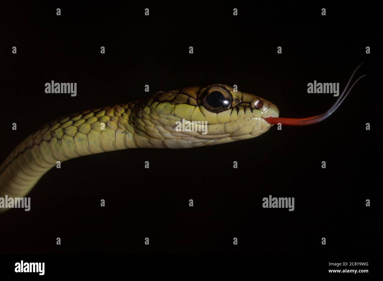 Ein Porträt einer Bronzebackschlange (Dendrelaphis caudolineatus), während sie ihre Zunge umknickt. Aufgenommen in Borneo. Stockfoto