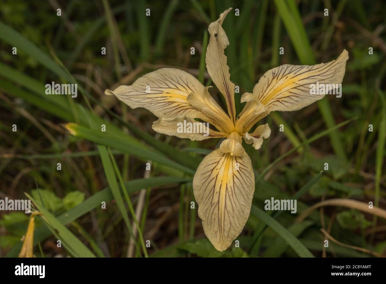 Fernalds Iris (Iris fernaldii) eine wunderschöne Blume, die in der nördlichen Küstenregion von Kalifornien, USA, endemisch ist. Stockfoto