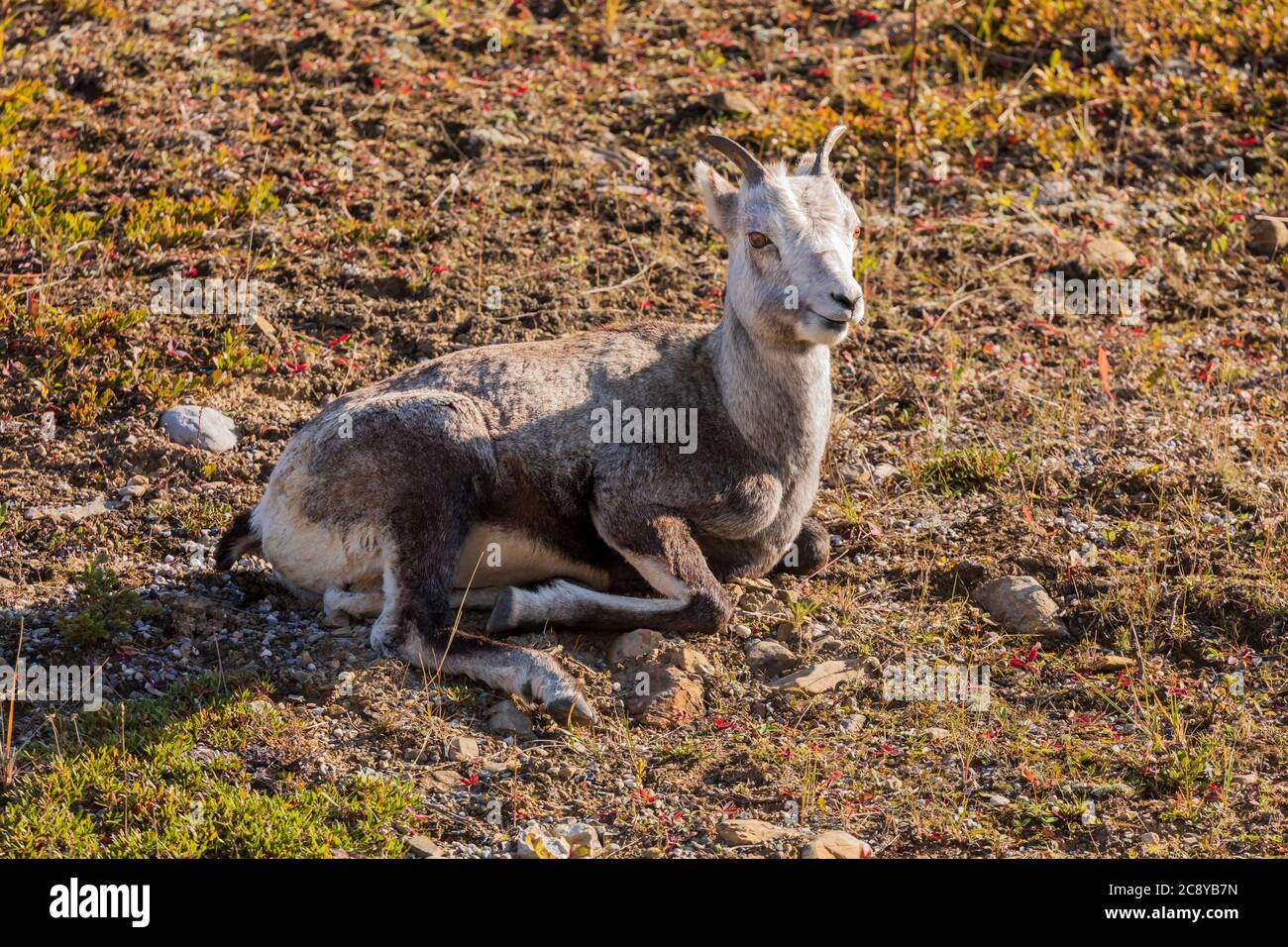 Steinschafe (Ovis dalli stonei) Fütterung entlang der Alaska Highway in Stone Mountain Provincial Park British Columbia, Kanada Stockfoto