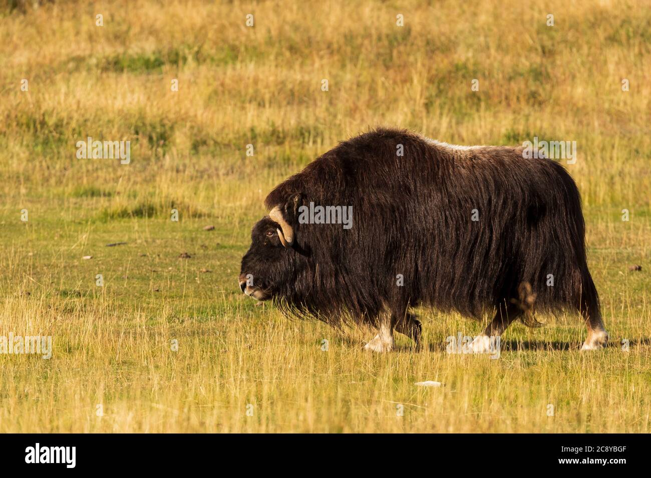 Muskox (Ovibos moschatus) in Whitehorse, Yukon Kanada Stockfoto