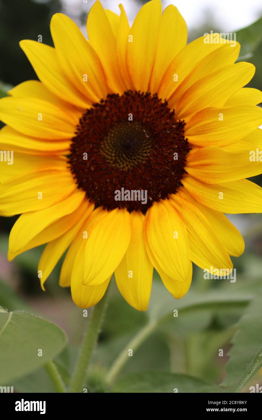 Die Sonnenblume hat eine leuchtend gelbe Farbe. Stockfoto