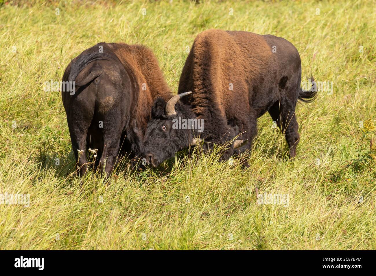 Wood Bison (Bison Bison athabascae) Bullen kämpfen entlang des Alaska Highway in British Columbia Stockfoto