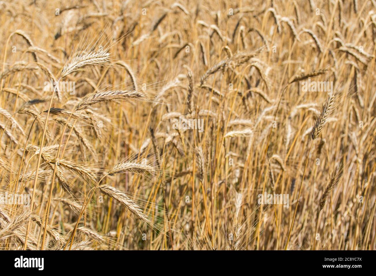 Wunderbares Feld von gelben Weizenohren bereit, im Sommer geerntet werden Stockfoto