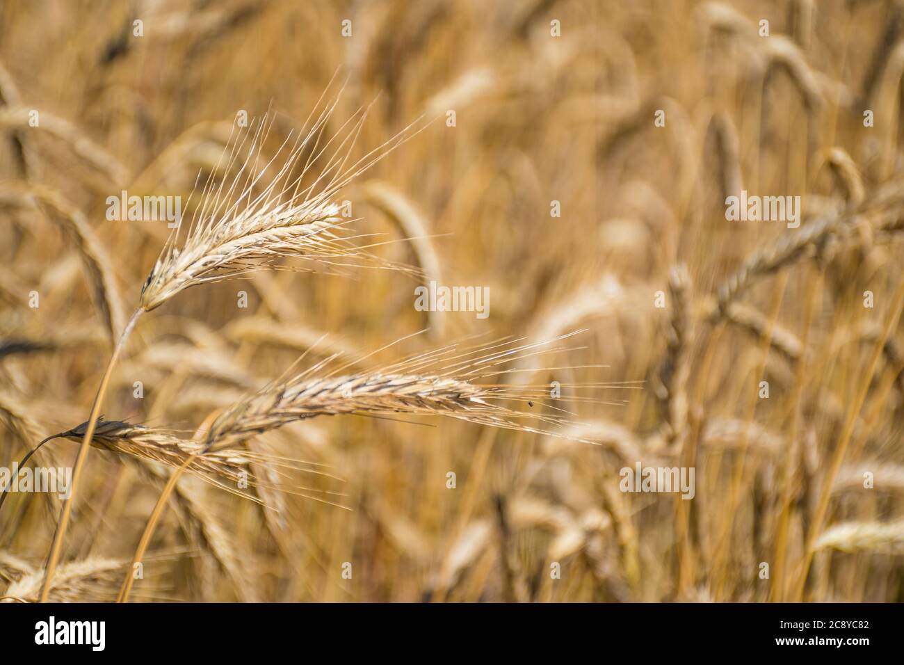 Wunderbare Feld von gelben Weizenohren bereit, im Sommer geerntet werden, aus nächster Nähe Stockfoto