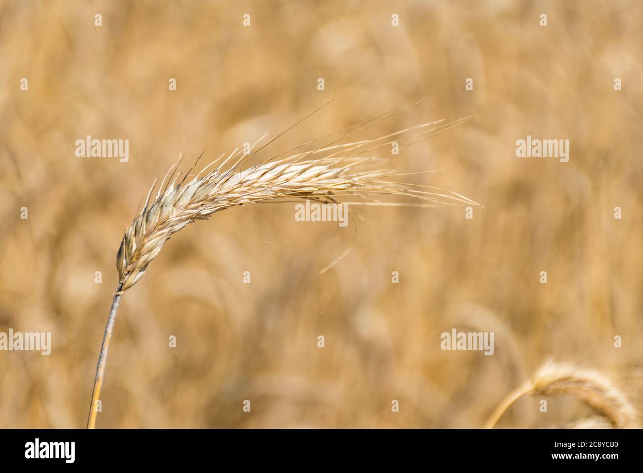 Wunderbare Feld von gelben Weizenohren bereit, im Sommer geerntet werden, aus nächster Nähe Stockfoto