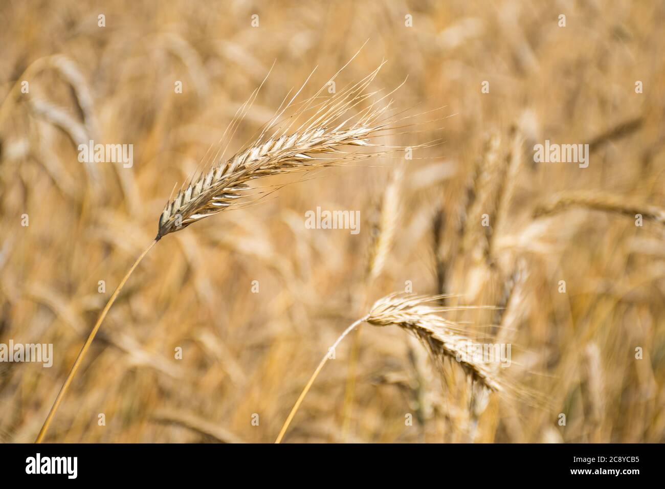 Wunderbare Feld von gelben Weizenohren bereit, im Sommer geerntet werden, aus nächster Nähe Stockfoto