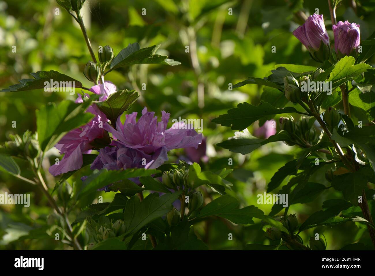 Zartrosa Blüten von dixie rosemallow blühen im bayerischen Garten Stockfoto