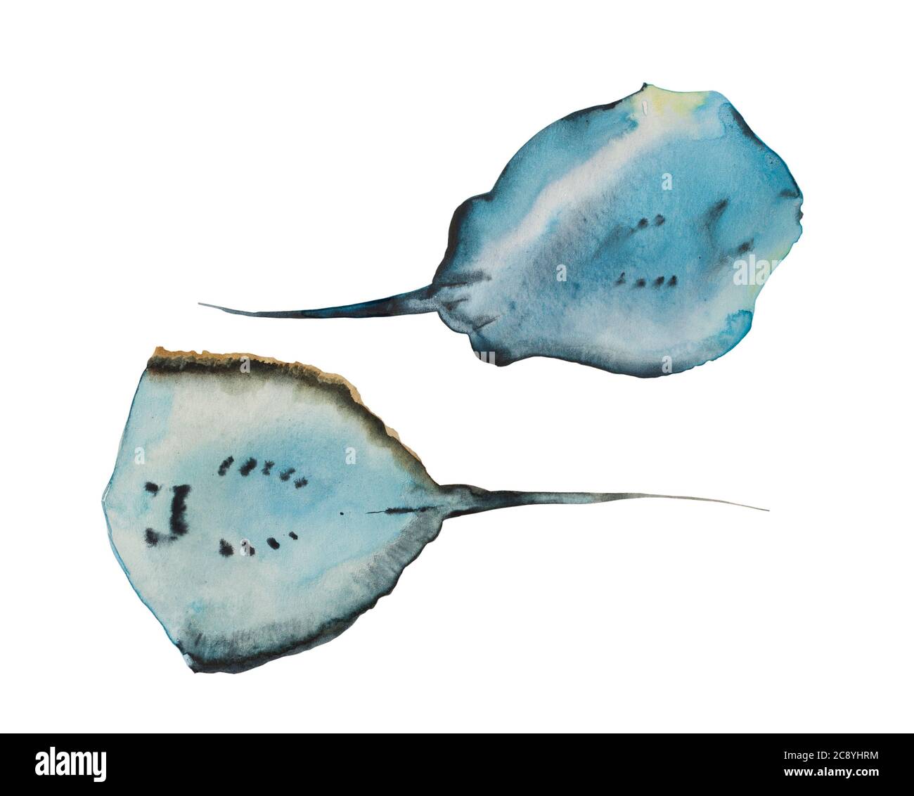 Set von zwei Aquarell Skate Fisch Schwimmen, Blick von unten. Original handbemalte Unterwasserillustration isoliert auf weißem Hintergrund Stockfoto