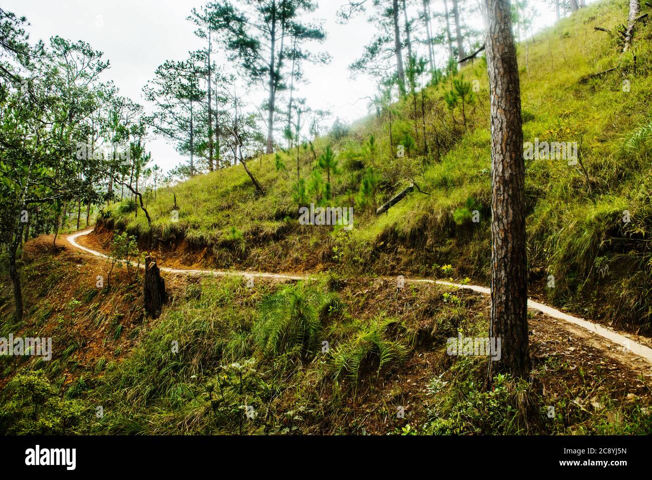 Trail durch lang Bian Mountain, Vietnam, Südostasien Stockfoto