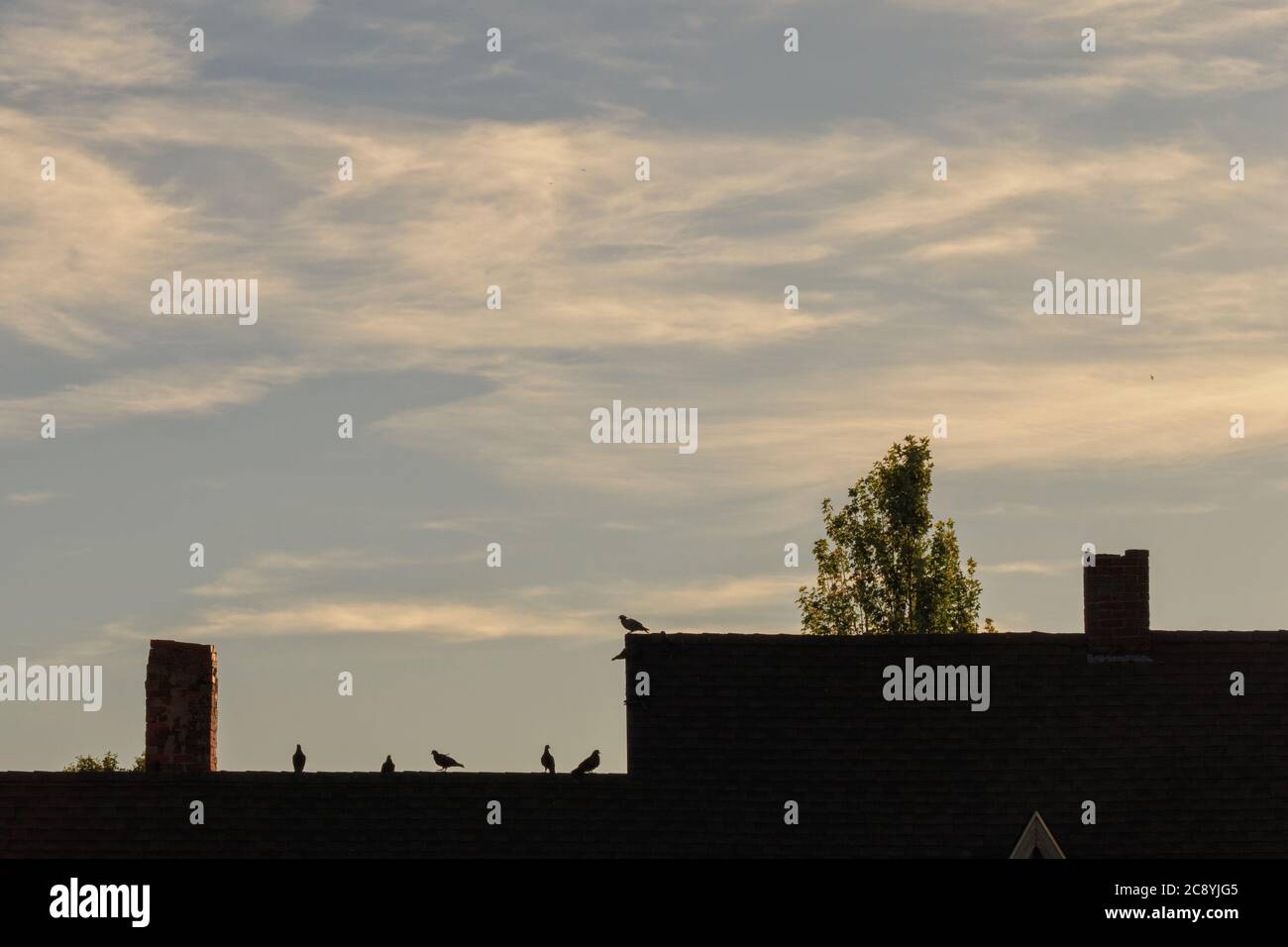 Felstauben in einer städtischen Umgebung. Stockfoto
