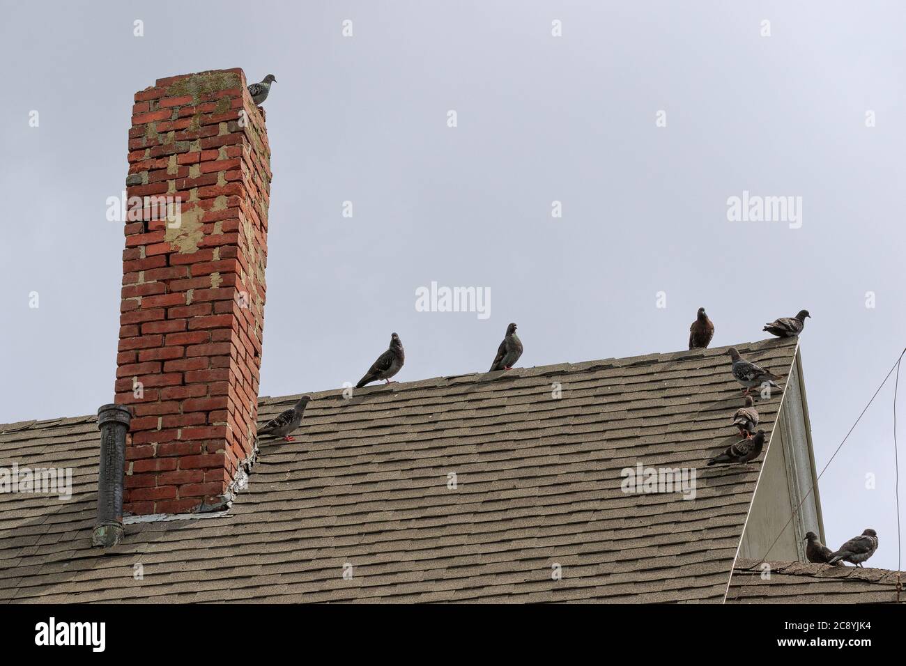 Felstauben in einer städtischen Umgebung. Stockfoto