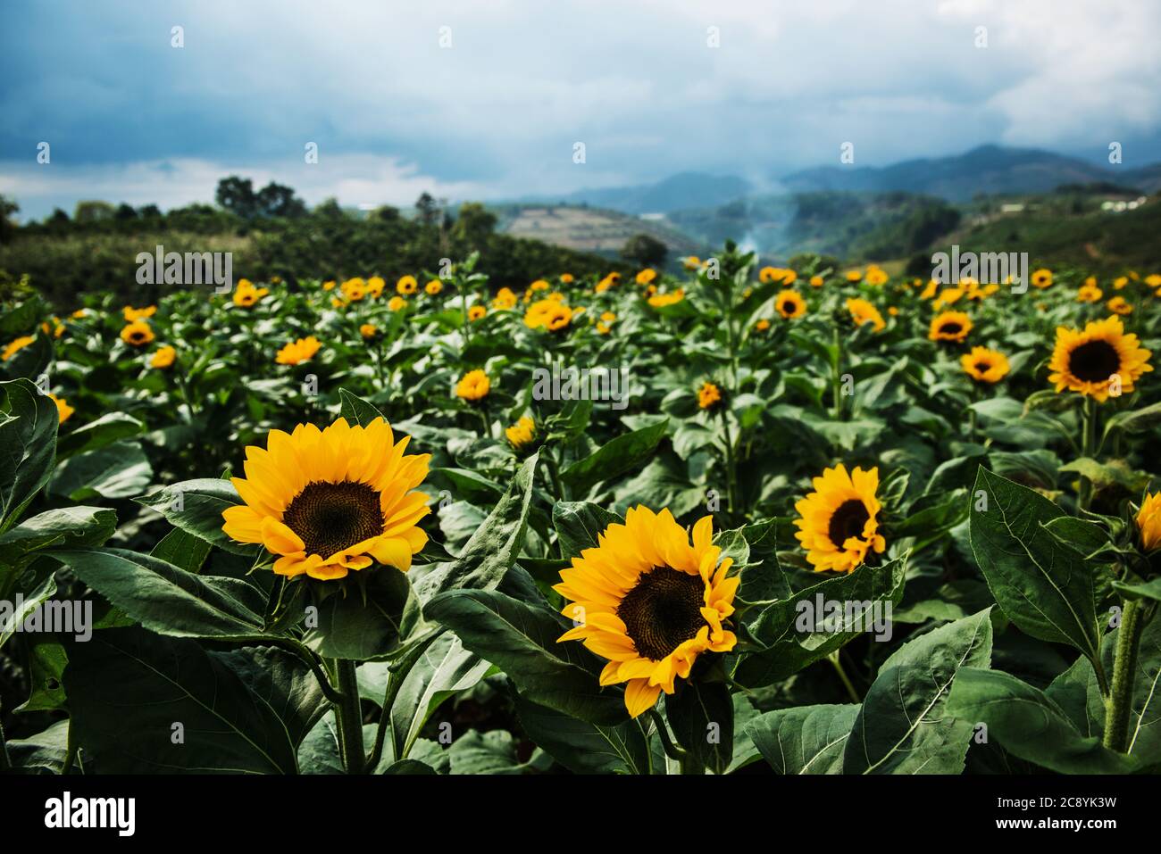 Blick auf Sonnenblumenfeld, Da Lat, Vietnam Stockfoto