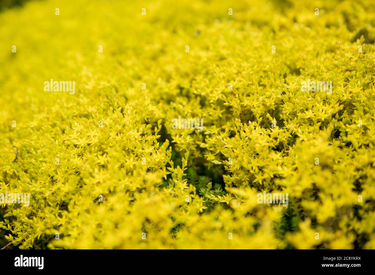 Detail von Sedum sexangulare wächst in einem Garten während der Sommersaison Stockfoto