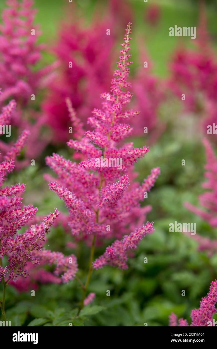 Detail der Astilbe wächst in einem Garten während der Sommersaison Stockfoto