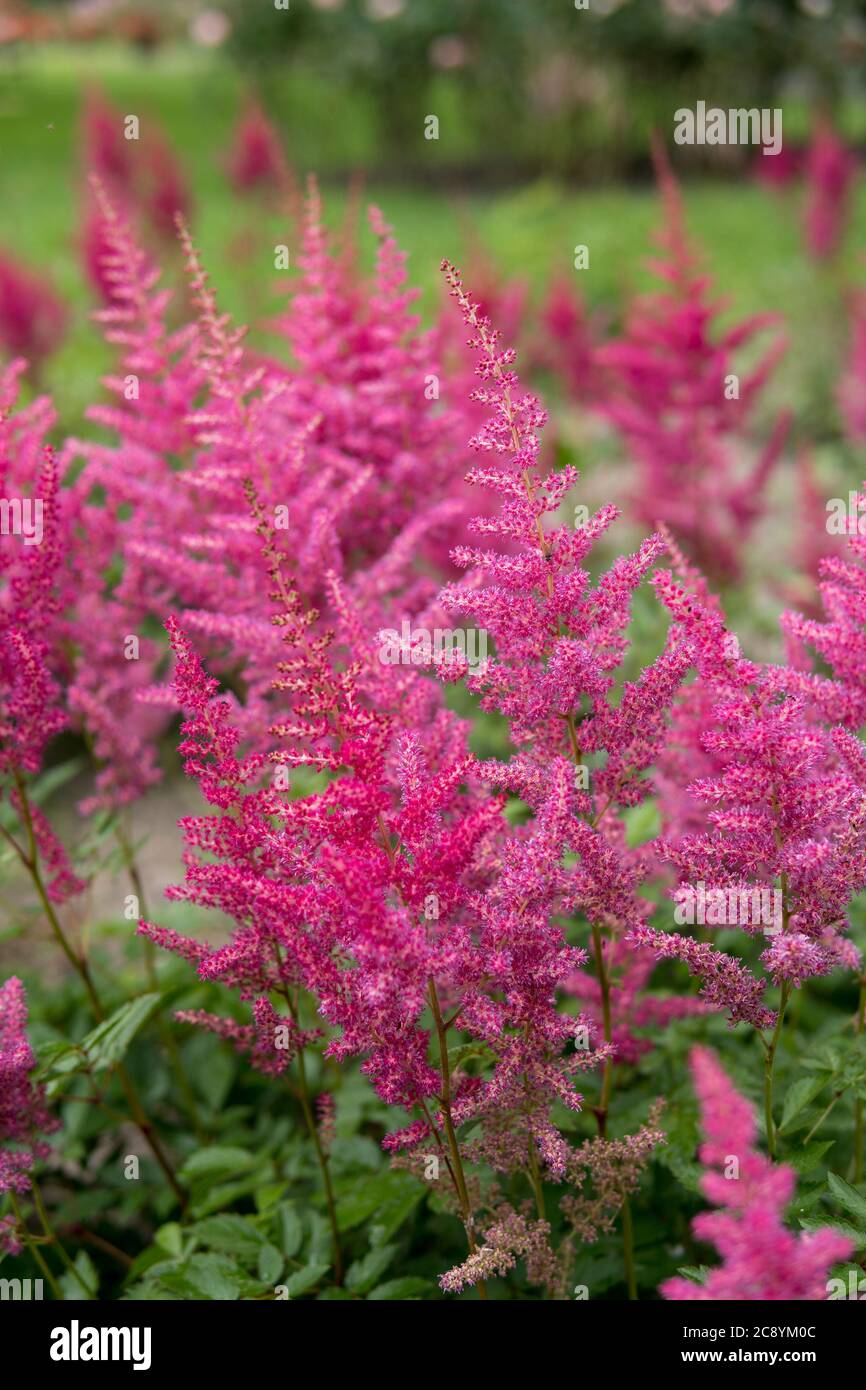 Detail der Astilbe wächst in einem Garten während der Sommersaison Stockfoto