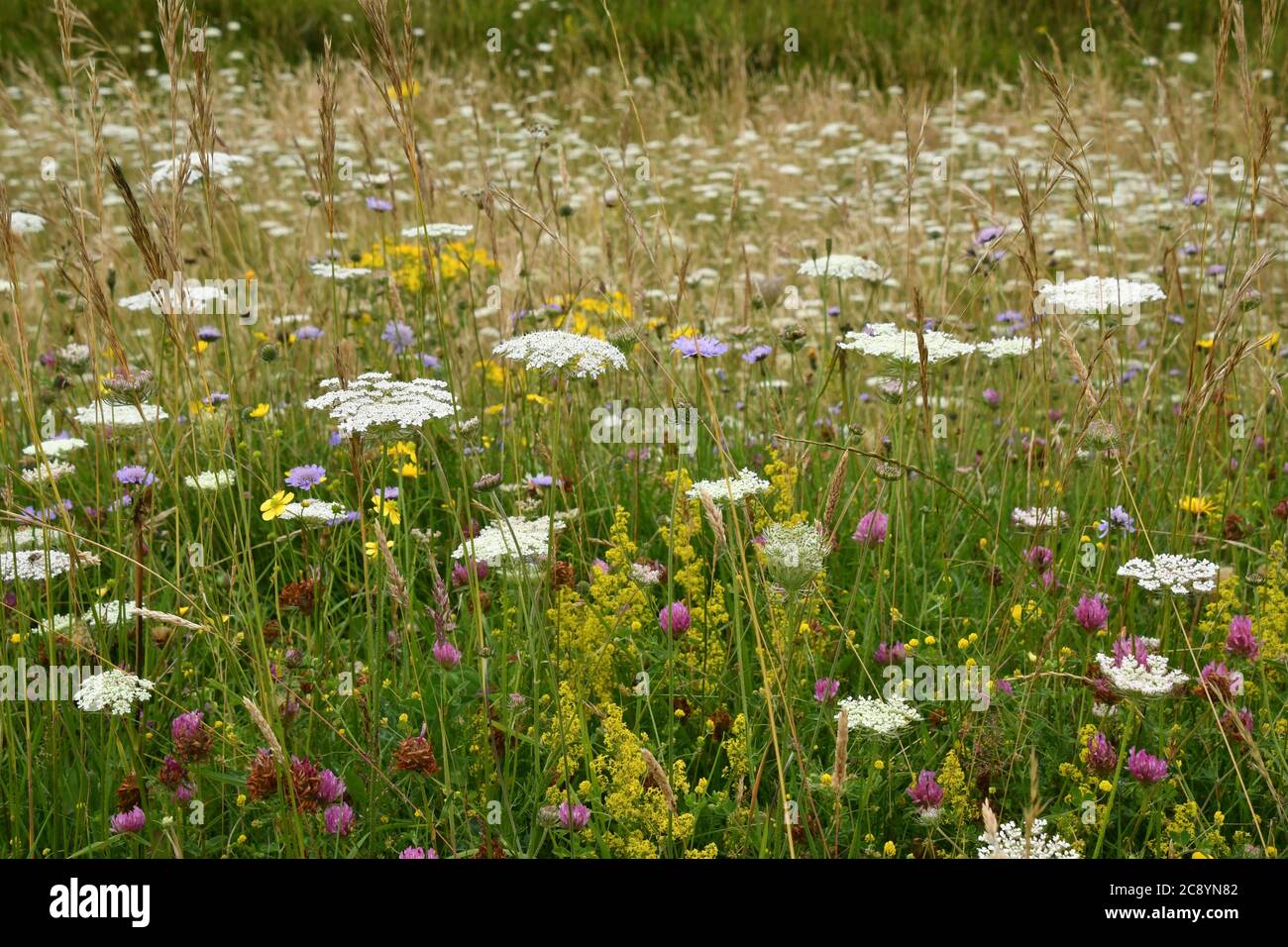 Alte Wildblumenwiese mit hohen Gräsern, Wildkarotte, Rotklee, Lady's Bettstroh und Field Scabious unter vielen anderen auf kalkigen Downland in Wiltsh Stockfoto