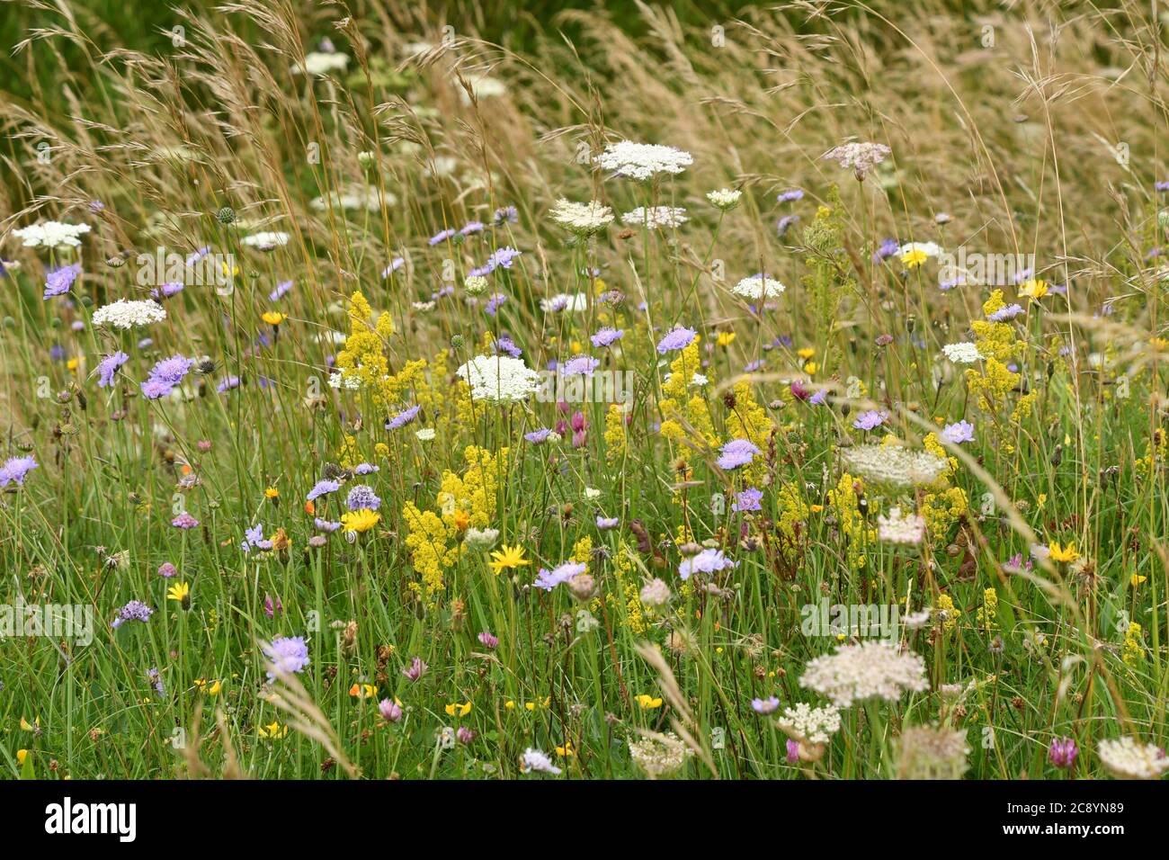 Alte Wildblumenwiese mit hohen Gräsern, Wildkarotte, Rotklee, Lady's Bettstroh und Field Scabious unter vielen anderen auf kalkigen Downland in Wiltsh Stockfoto