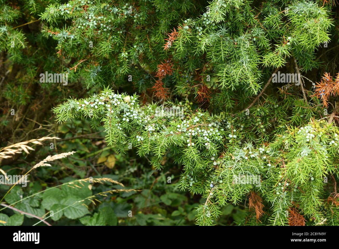 Stark beladene Äste eines Wacholderbaumes (Juniperus communis), bedeckt mit grünen Beeren.einer von drei einheimischen immergrünen Nadelbäumen gedeiht er auf Kreide l Stockfoto