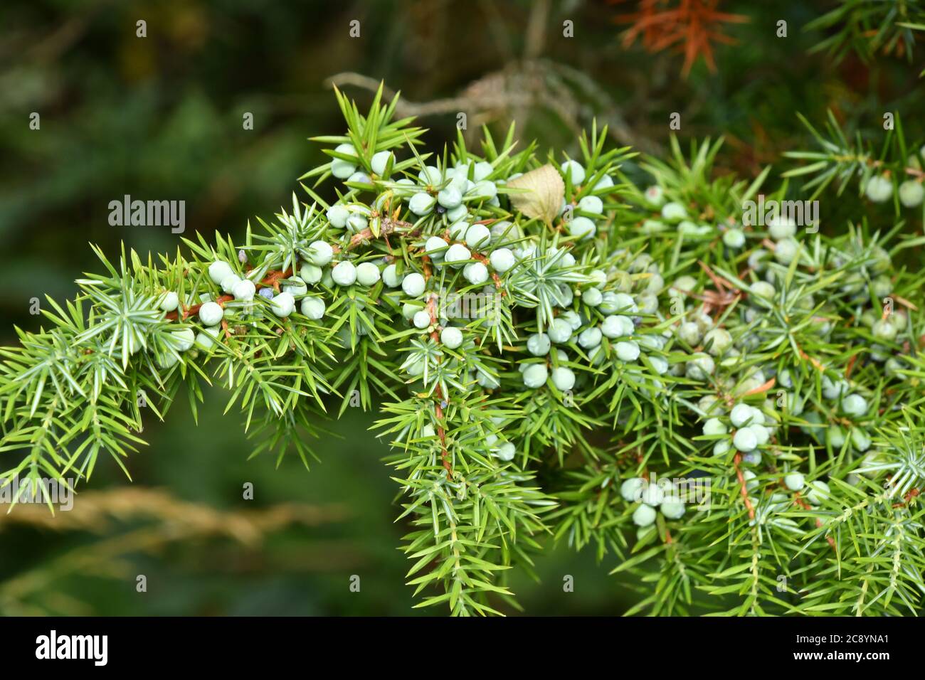 Zweig eines Wacholderbaums (Juniperus communis), stark beladen mit grünen Beeren.einer von drei einheimischen immergrünen Nadelbäumen gedeiht er auf Kreideebene, Mo Stockfoto