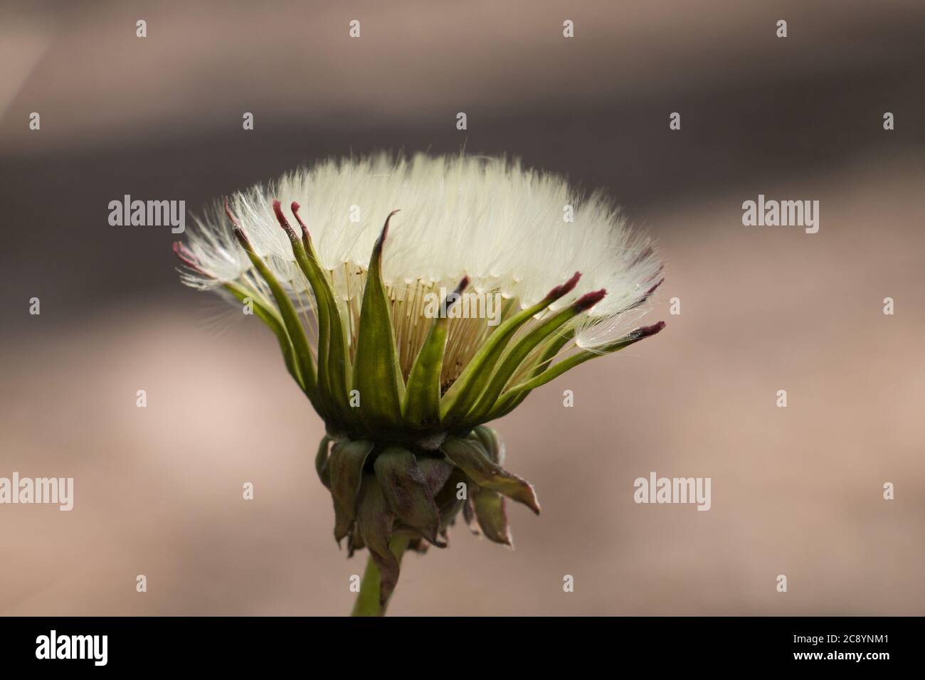 Weißer, flauschiger Löwenzahn-Samenkopf (Taraxacum officinale), Blowball oder Uhr, Seitenansicht Nahaufnahme auf hellem Hintergrund Stockfoto