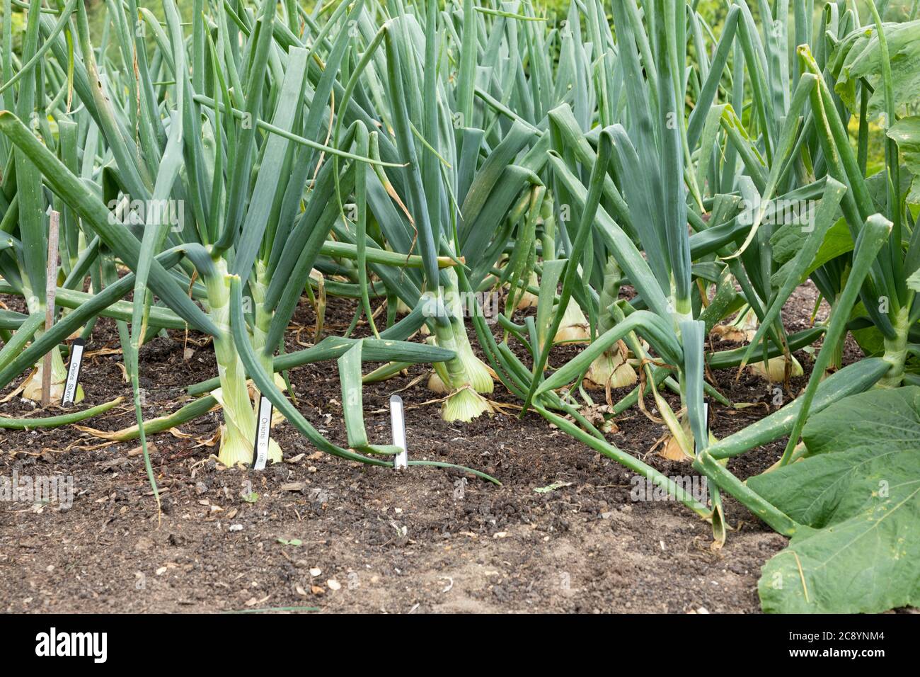 Pflanzen, die im ummauerten Garten im Felbrigg House, Norfolk, Großbritannien wachsen - ein National Trust-Anwesen. Stockfoto