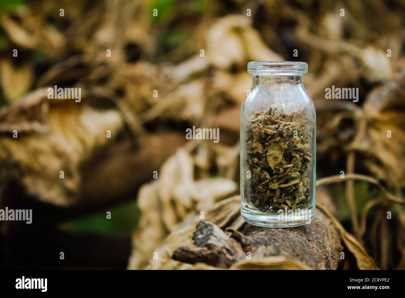 Trockene zerkleinerte Blätter in einem kleinen Glas mit Herbsthintergrund Nahaufnahme Stockfoto