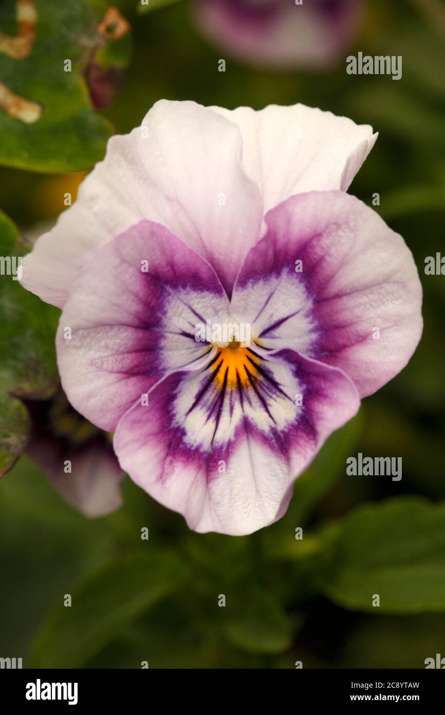 Lila oder lila kultivierte Viola Blume, jährlich. Stockfoto