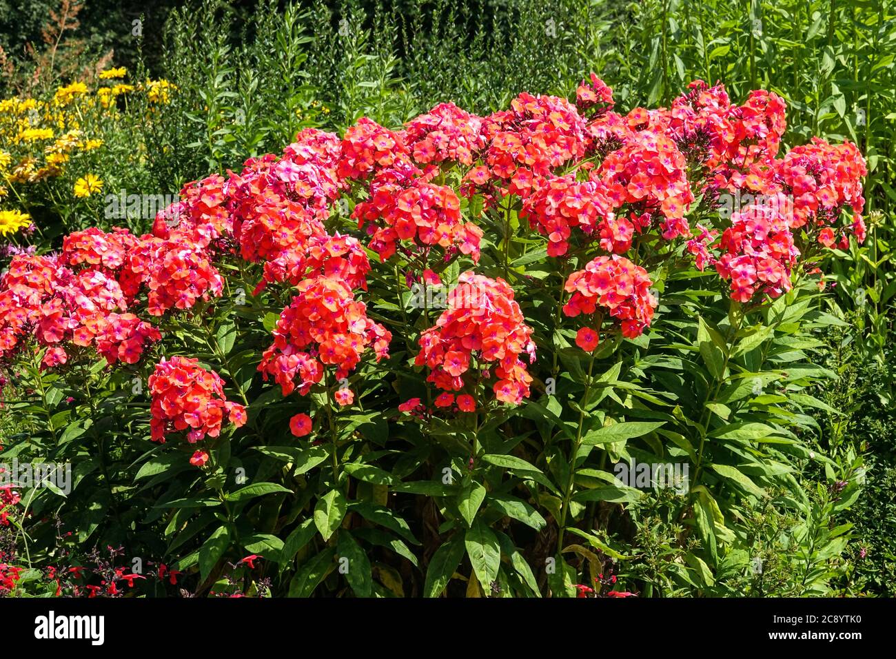 Garten Phlox paniculata ' Freudenfeuer ' Bett Stockfoto