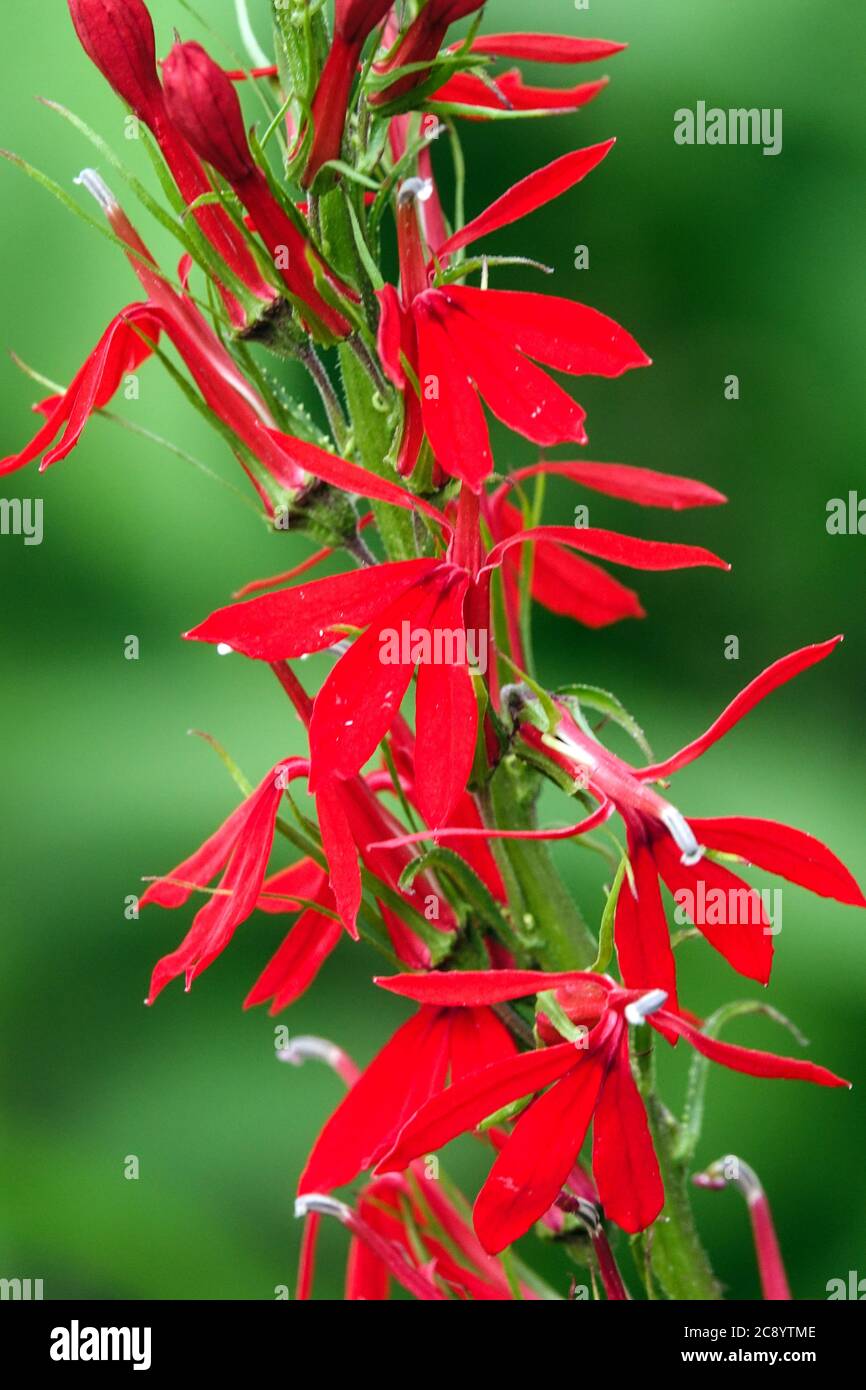 Kardinal Blume Lobelia cardinalis Stockfoto