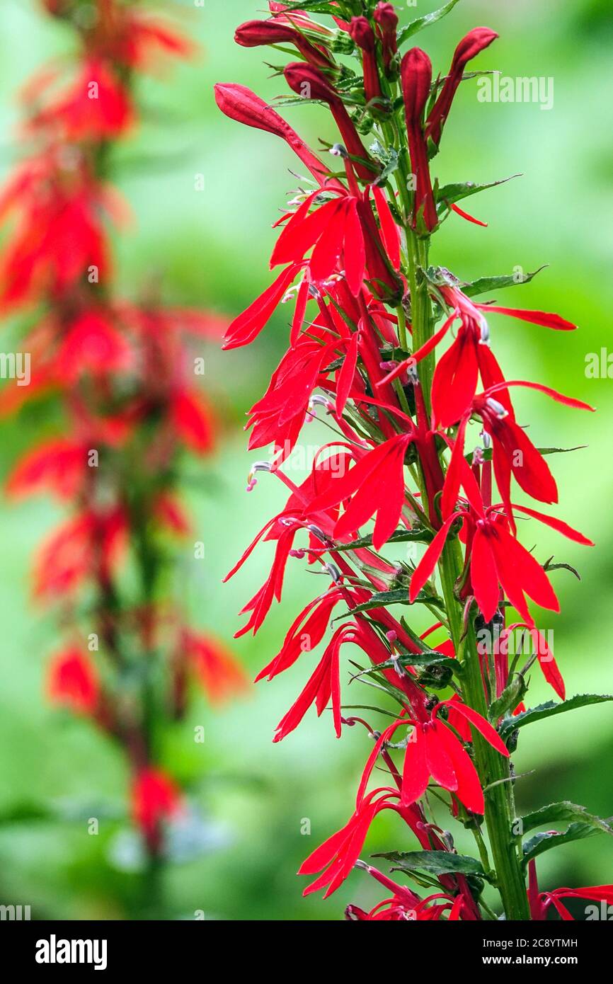 Kardinal Blume Lobelia cardinalis Stockfoto