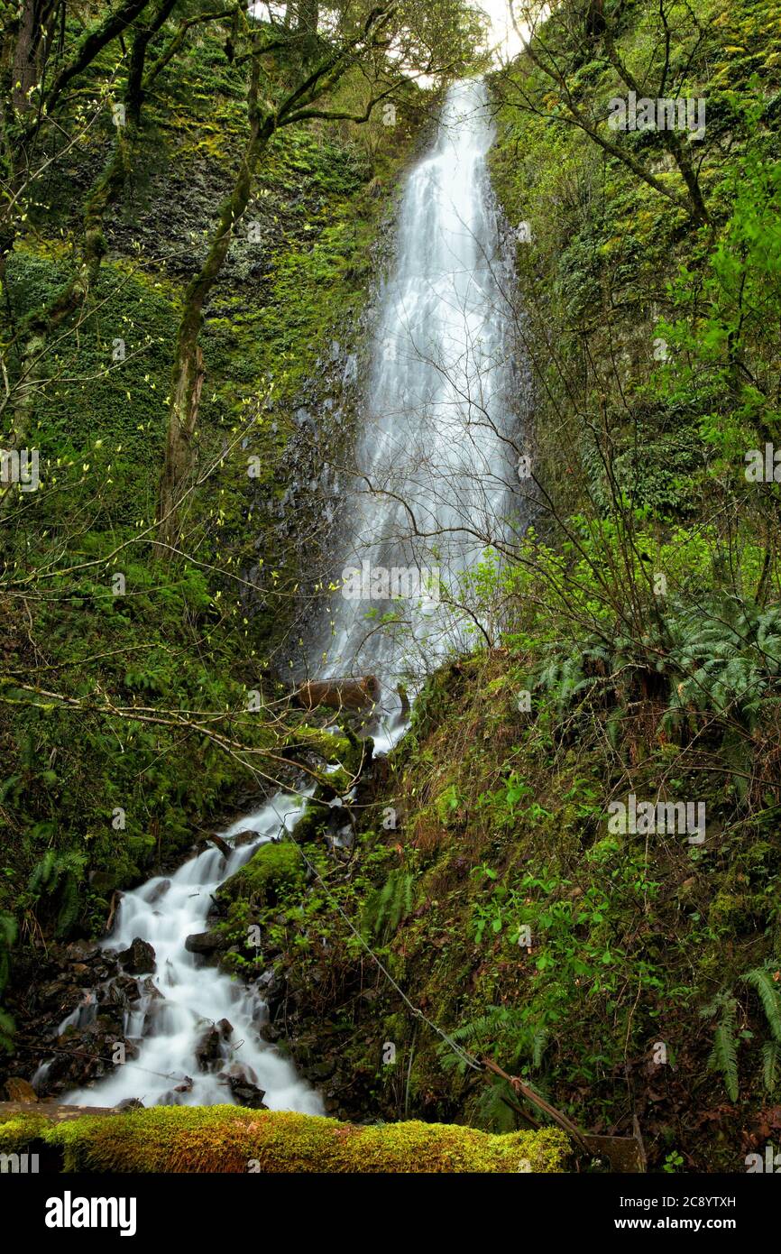 Wasser fließt durch üppiges grünes Unterholz im Bach, der von Horse Tail Falls in der columbia River Gorge in Oregon, USA, geschaffen wurde Stockfoto